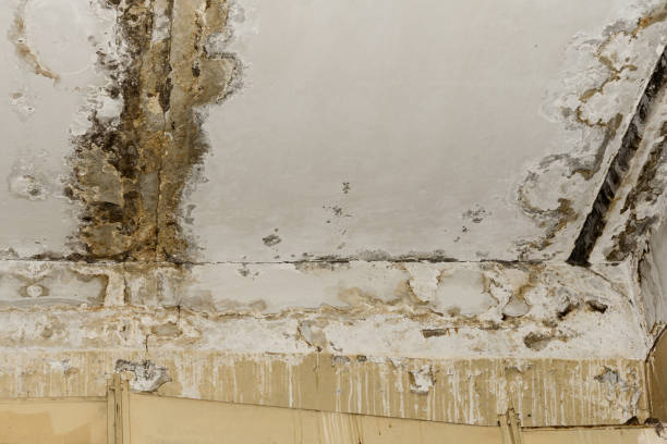 Best Mold Prevention Services  in Lampasas, TX