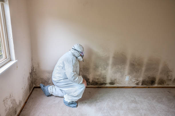 Best Mold Remediation for Healthcare Facilities  in Lampasas, TX