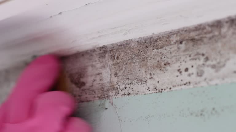 Best Emergency Mold Remediation  in Lampasas, TX